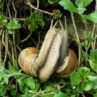 Schnecken bei der Paarung