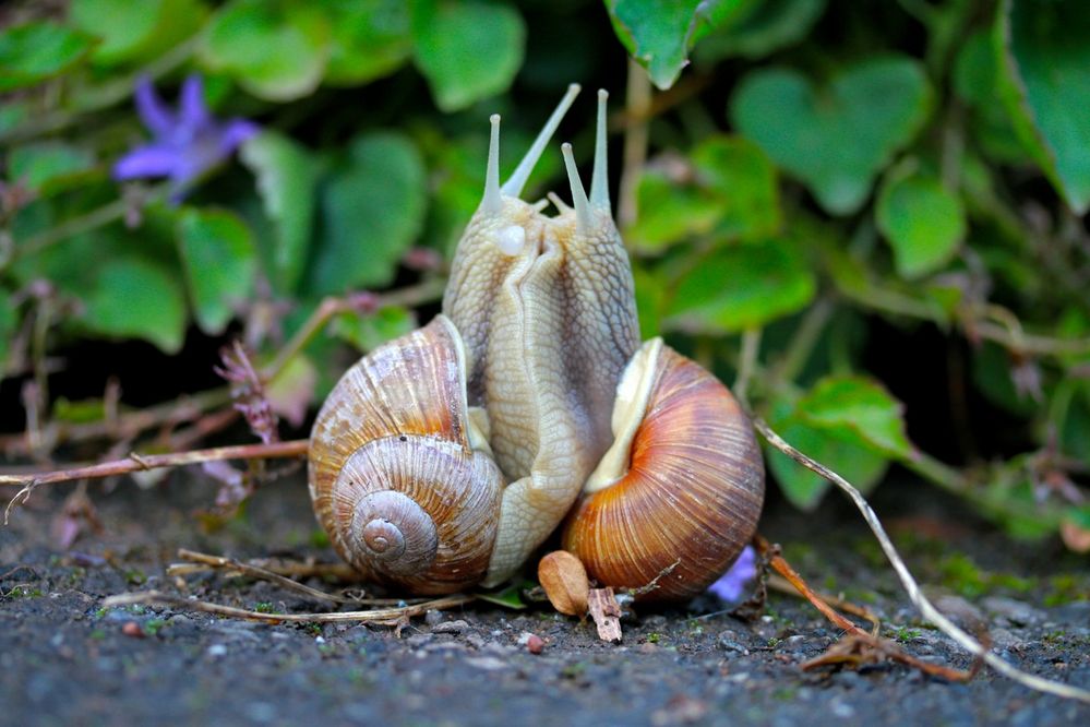 Schnecken beim Poppen ;-) Foto & Bild | tiere, wildlife, schnecken