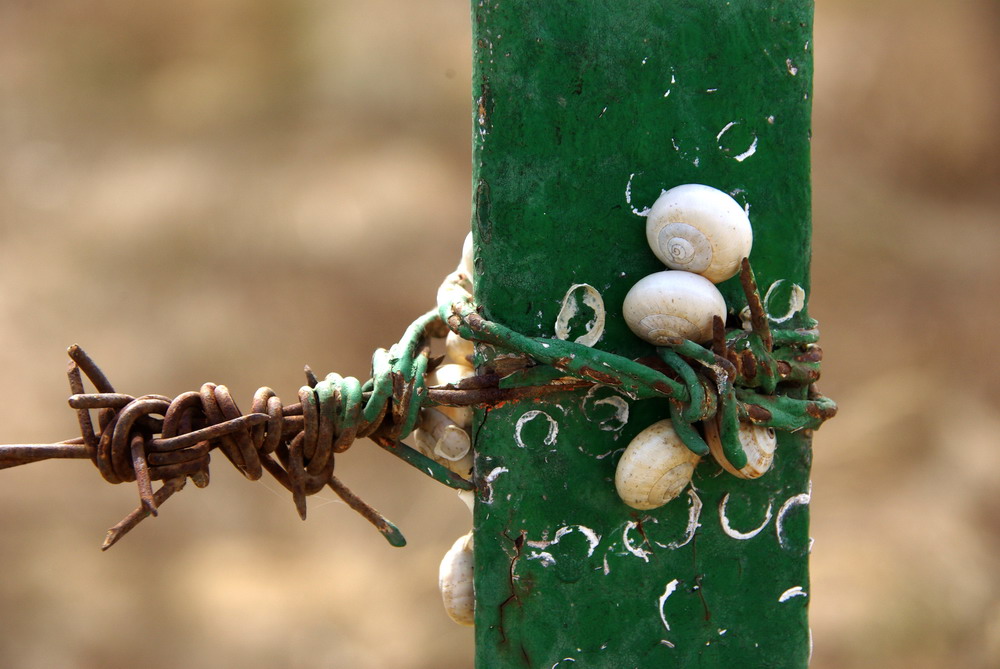 Schnecken-Bondage in Spanien :-)