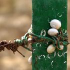 Schnecken-Bondage in Spanien :-)