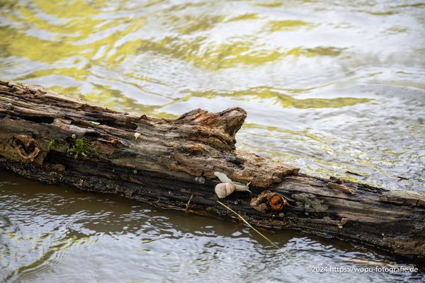 Schnecken bringen sich in Sicherheit