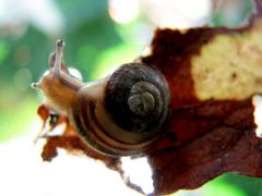 Schnecken-Checker