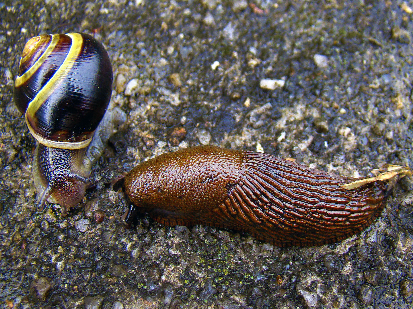 schnecken ... Foto &amp; Bild | tiere, wildlife, schnecken &amp; muscheln ...