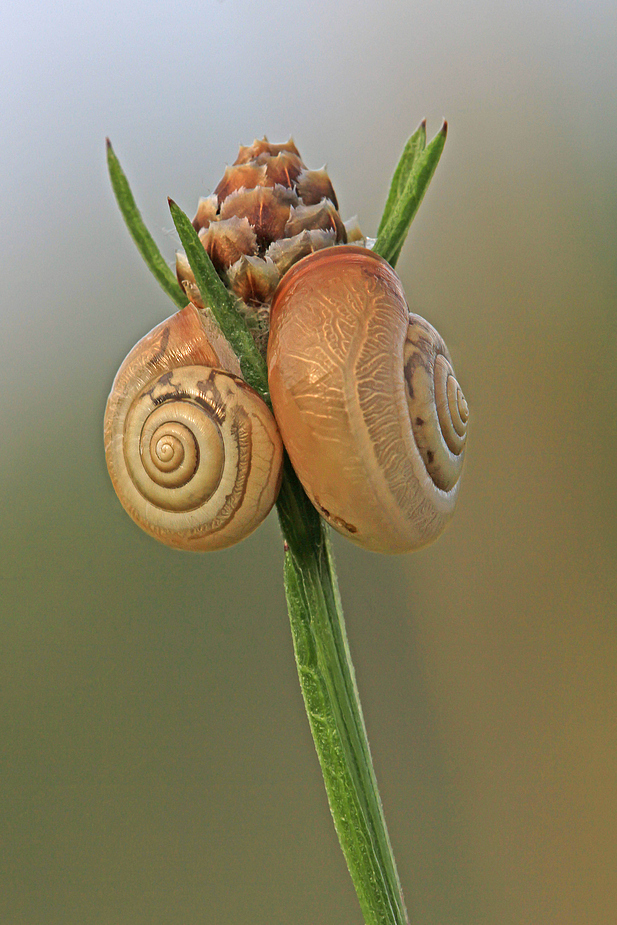 Schnecken-Duo