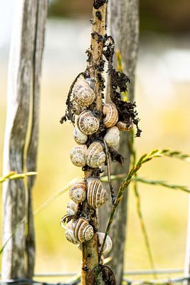 Schnecken