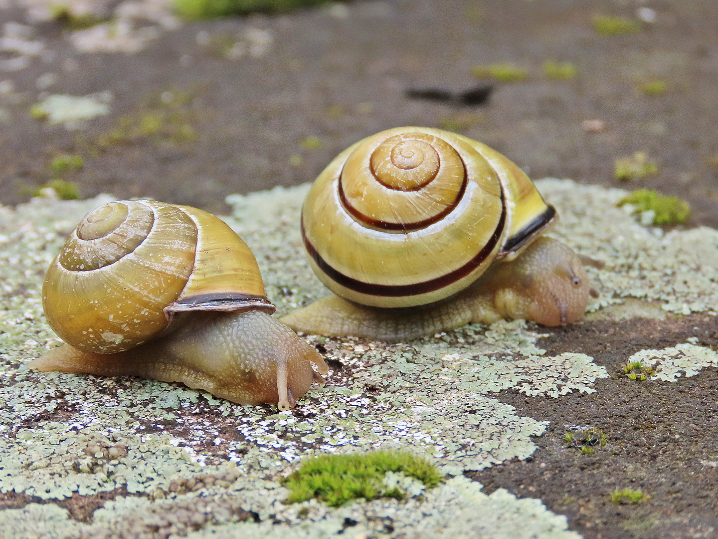 Schnecken Foto &amp; Bild | deutschland, europe, hessen Bilder auf ...