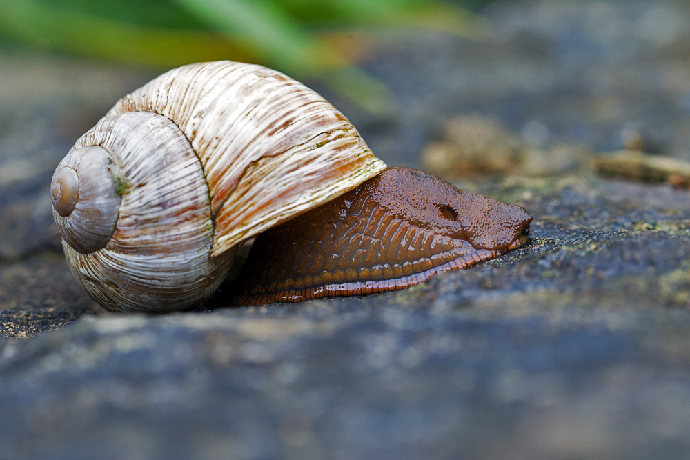 Schnecken