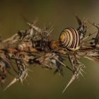 Schnecken - Familie beim Herbstspaziergang