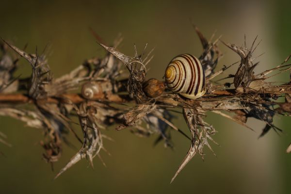 Schnecken - Familie beim Herbstspaziergang