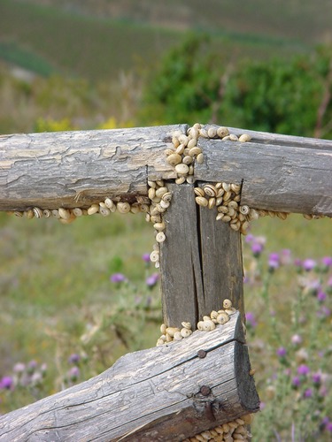 Schnecken