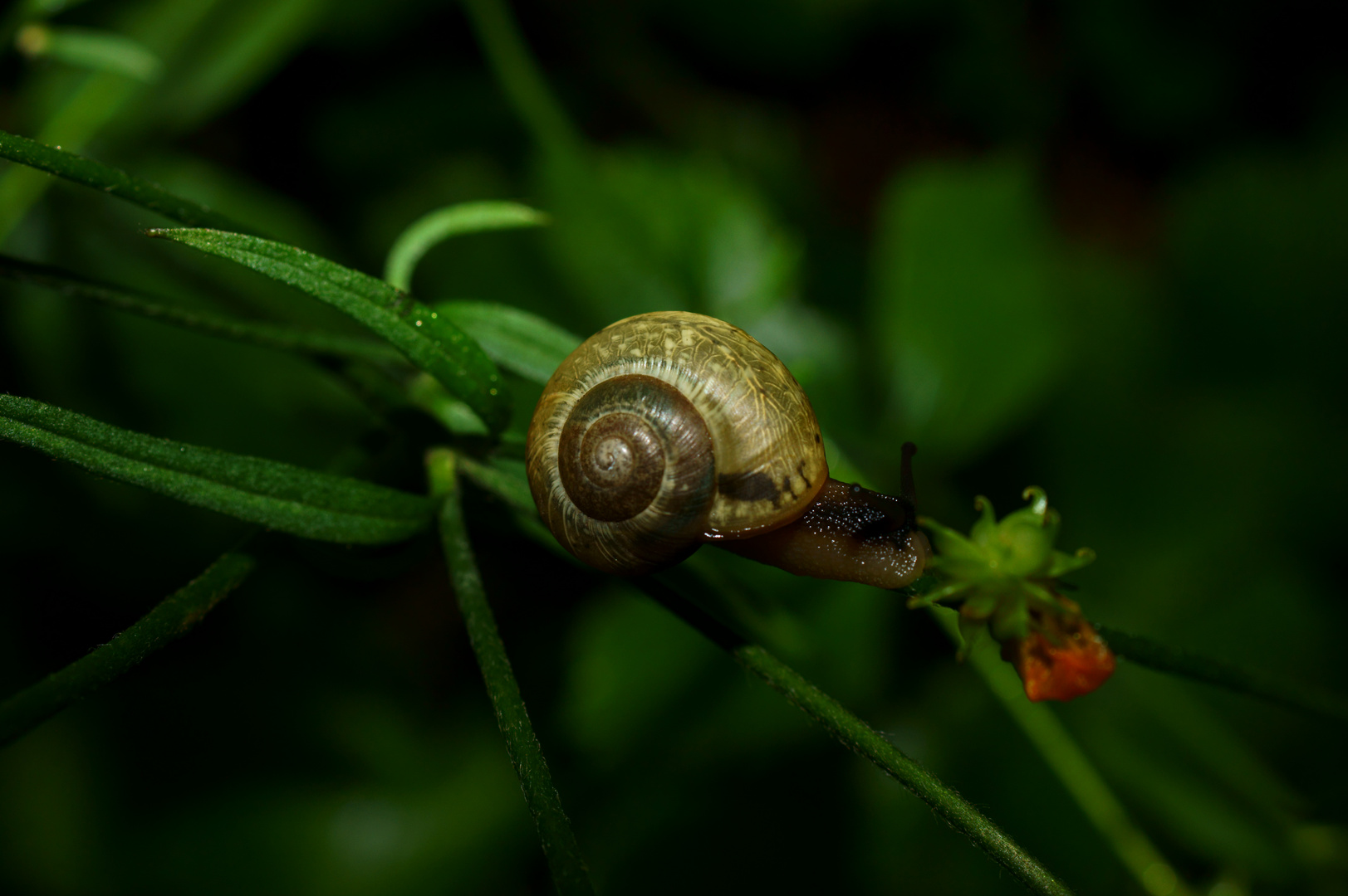 Schnecken fotografieren