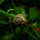 Schnecken fotografieren