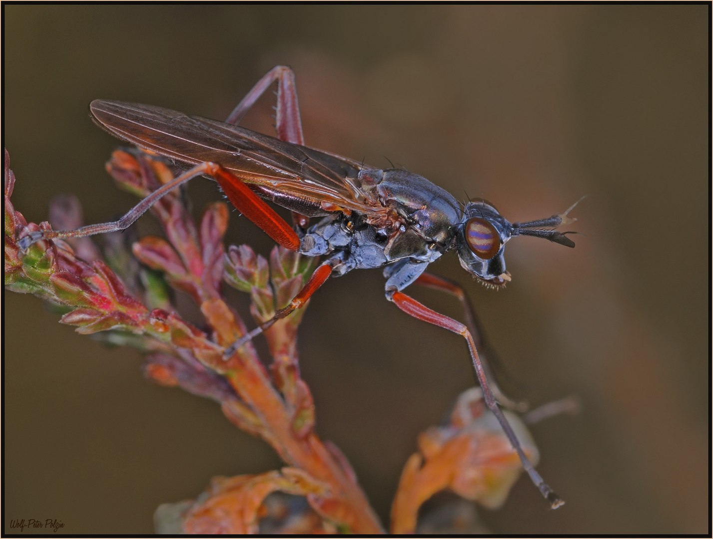 Schnecken fressende Hornfliege (Sepedo sphegea)