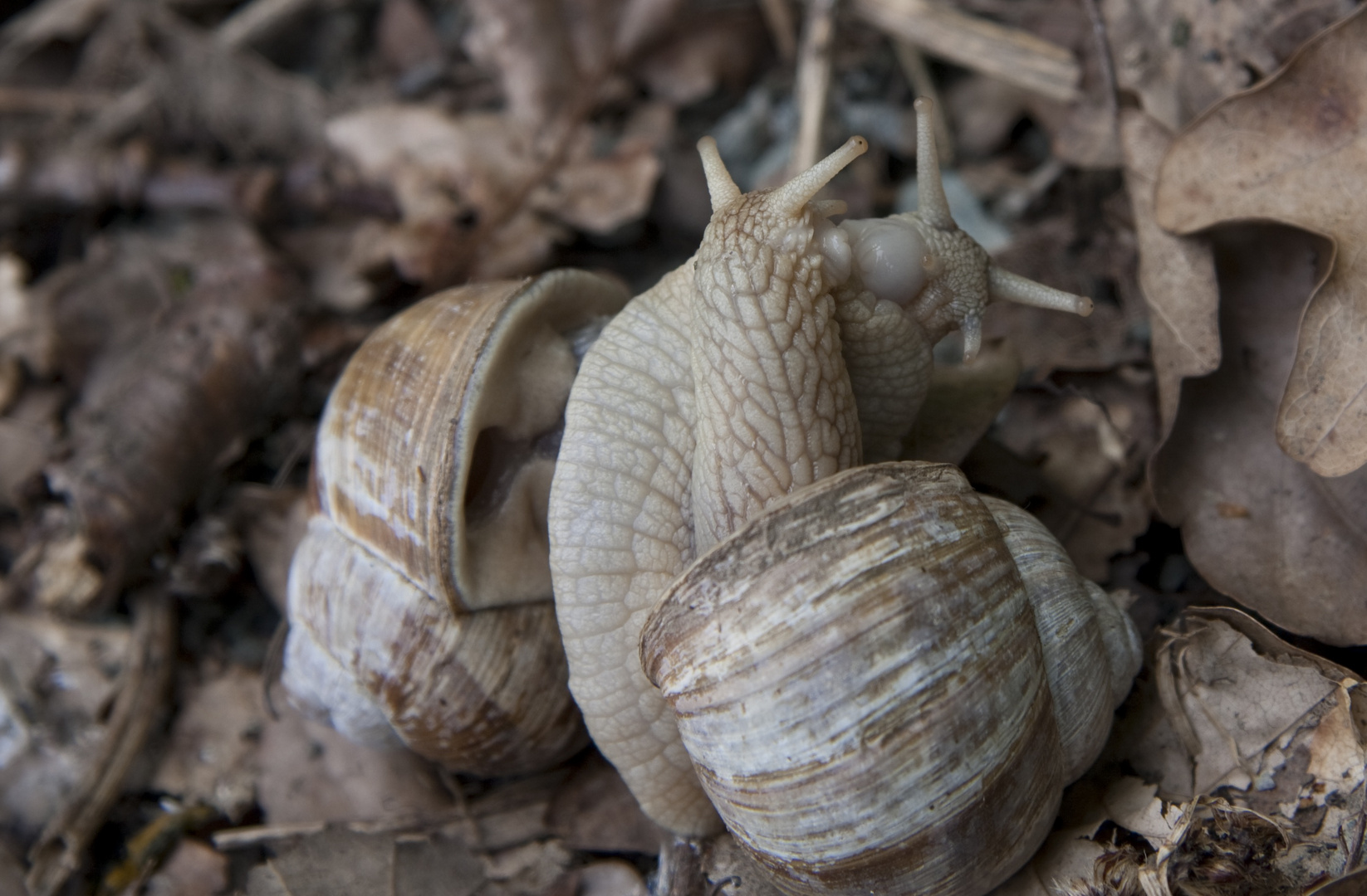 Schnecken Frühling