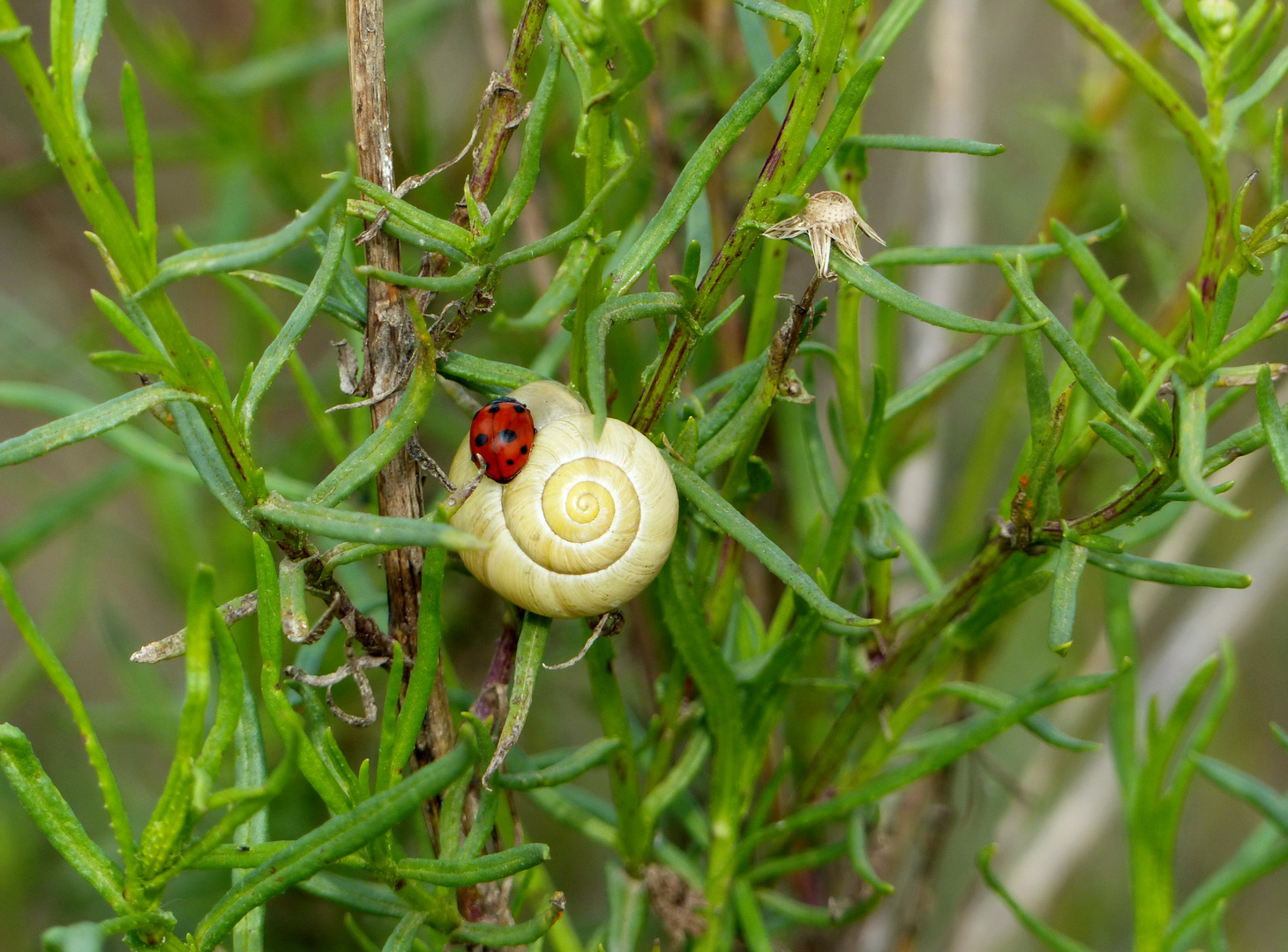 Schnecken Glück   