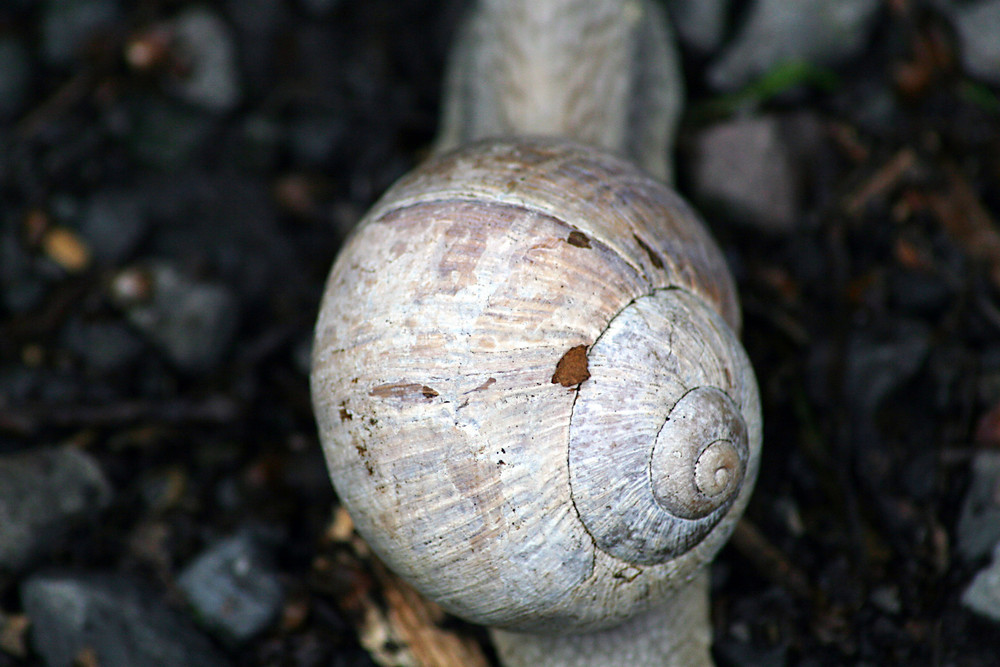 schnecken häuschen