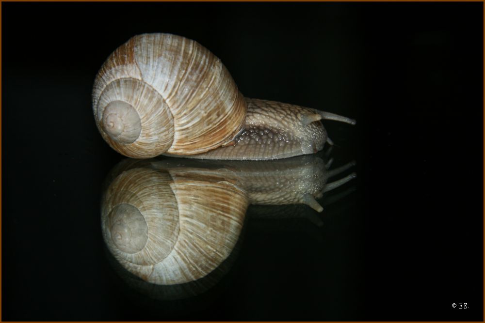 SchneckenHerz Foto & Bild experimente, gespiegelt, spezial Bilder auf