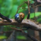 Schnecken im Nano-Aquarium