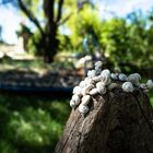 Schnecken in der Ardeche