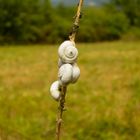 Schnecken in der Provence 