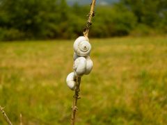 Schnecken in der Provence 