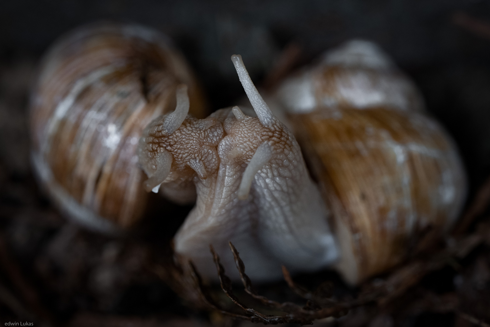 Schnecken - Liebe