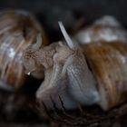 Schnecken - Liebe