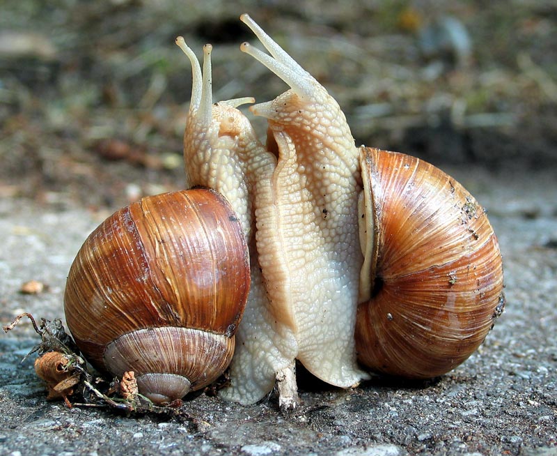 Schnecken Liebe