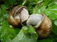 Schnecken Liebe