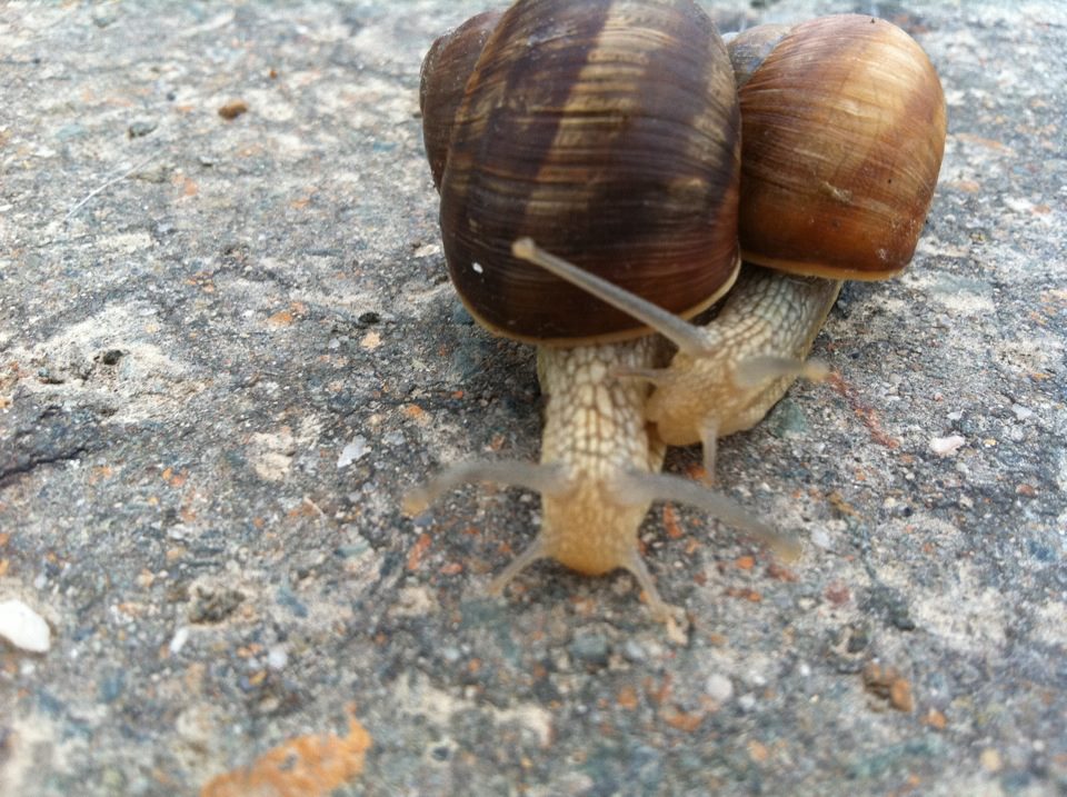 Schnecken Liebe