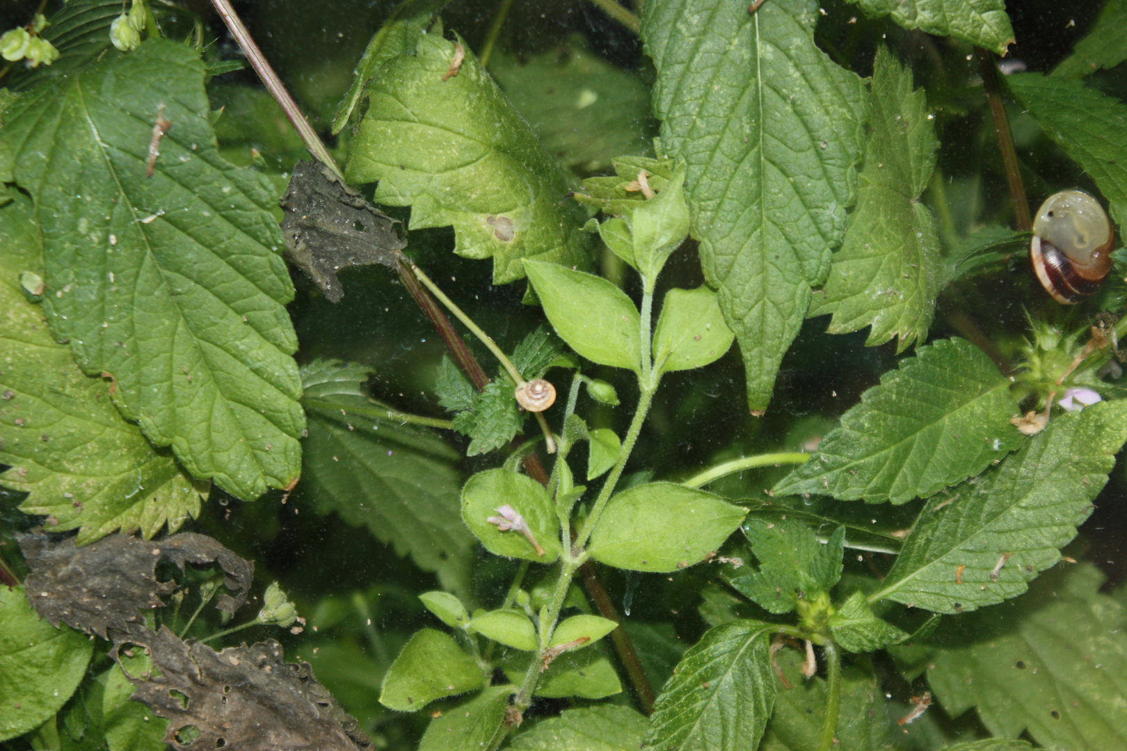 Schnecken mit Gehäuse