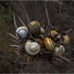 Schnecken-Nest