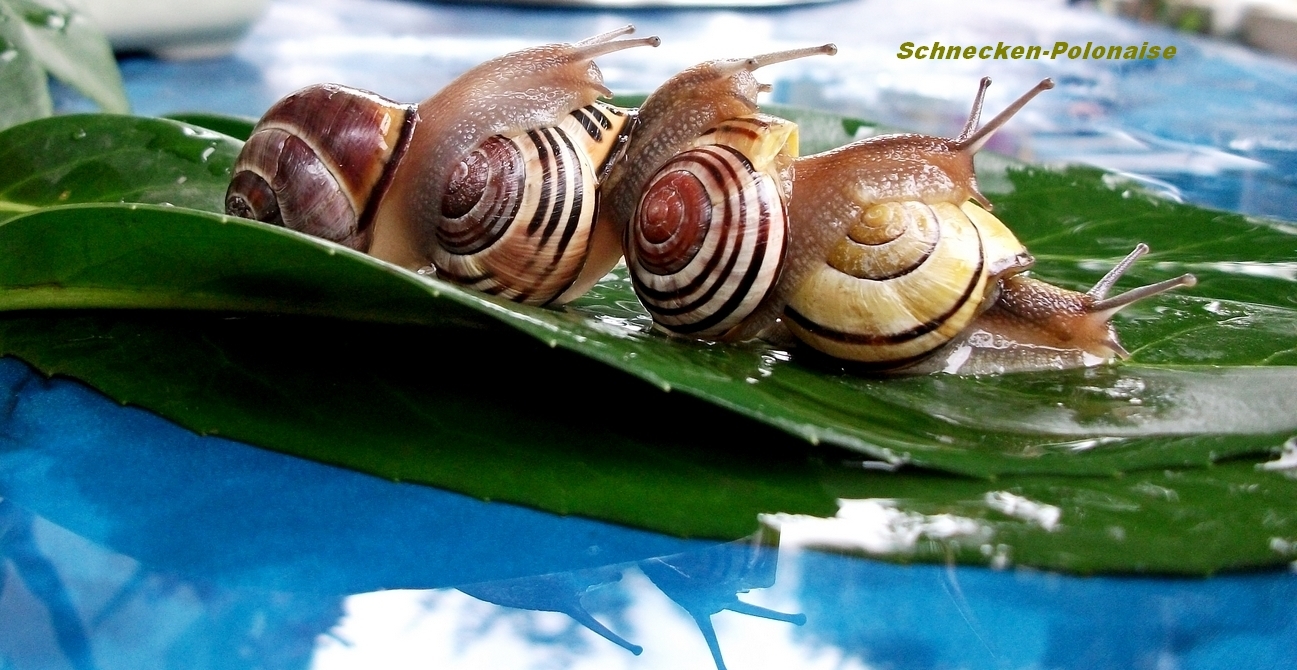 SCHNECKEN-POLONAISE :o))