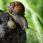 Schnecken Postkutsche