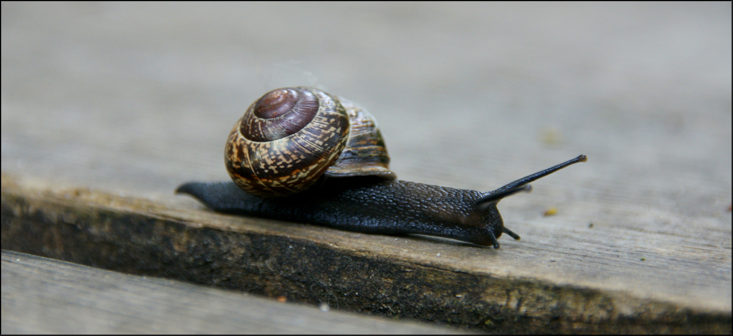 Schnecken Rennen