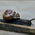 Schnecken Rennen