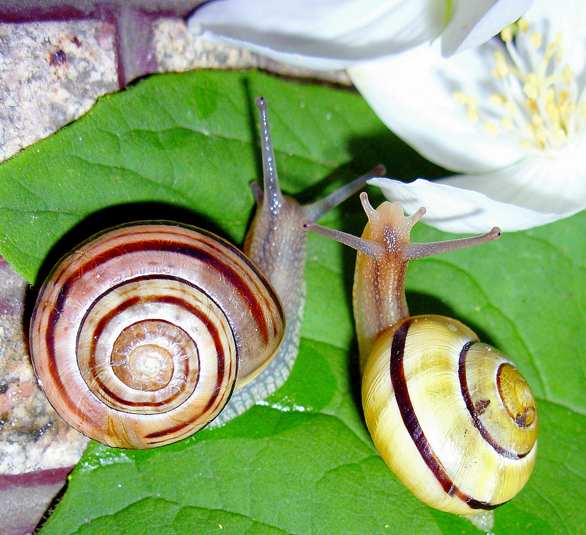 Schnecken -"Schneckenliebe"