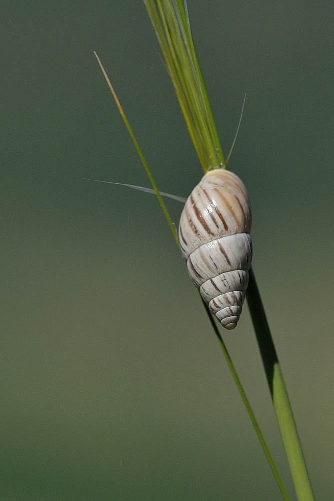 Schnecken – Schwingungen in der Sonne