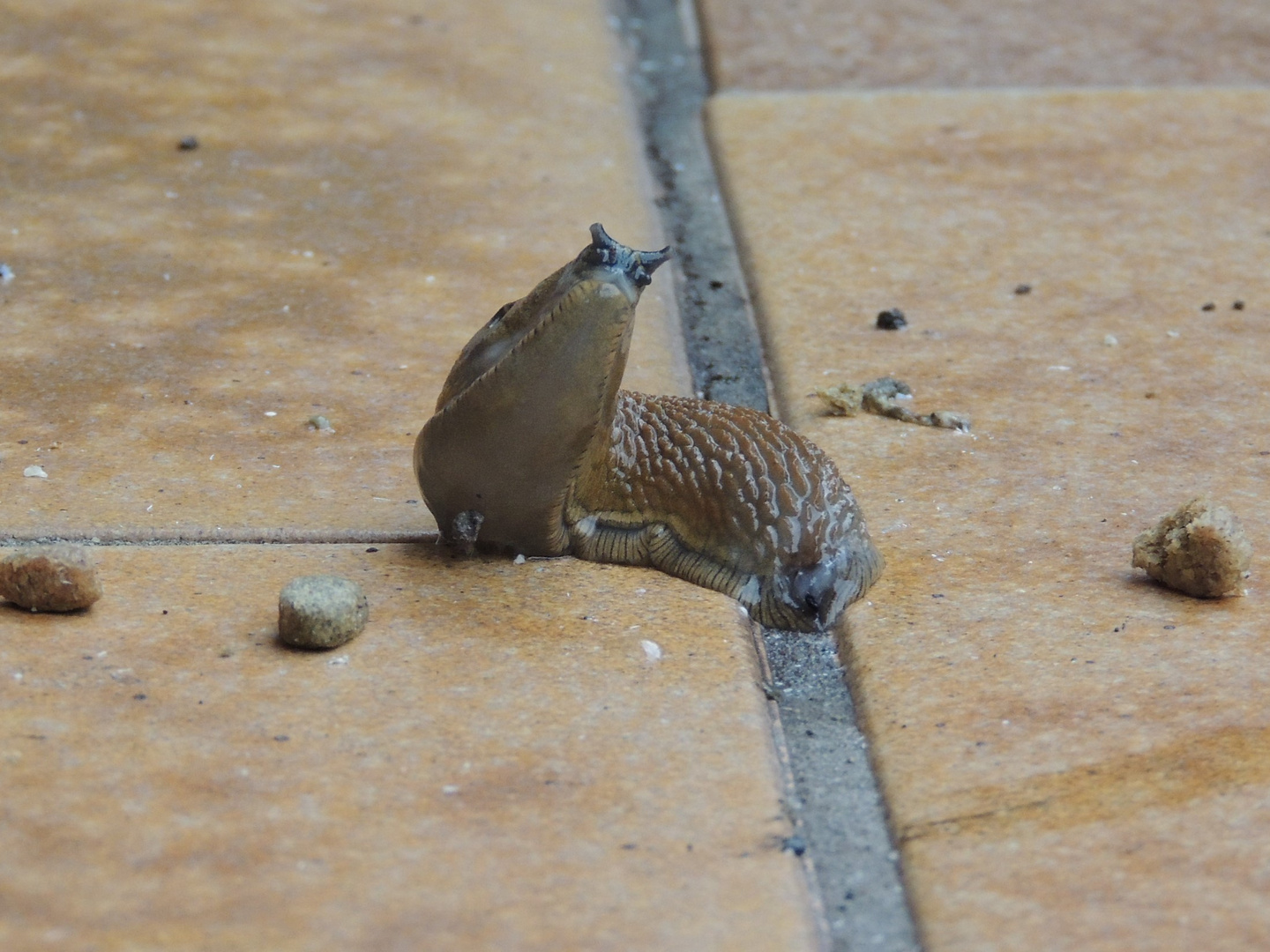 Schnecken-Streching