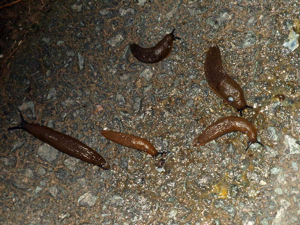 Schnecken-Treffen