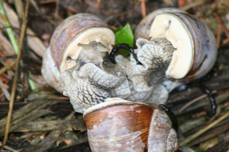 Schnecken-Trio