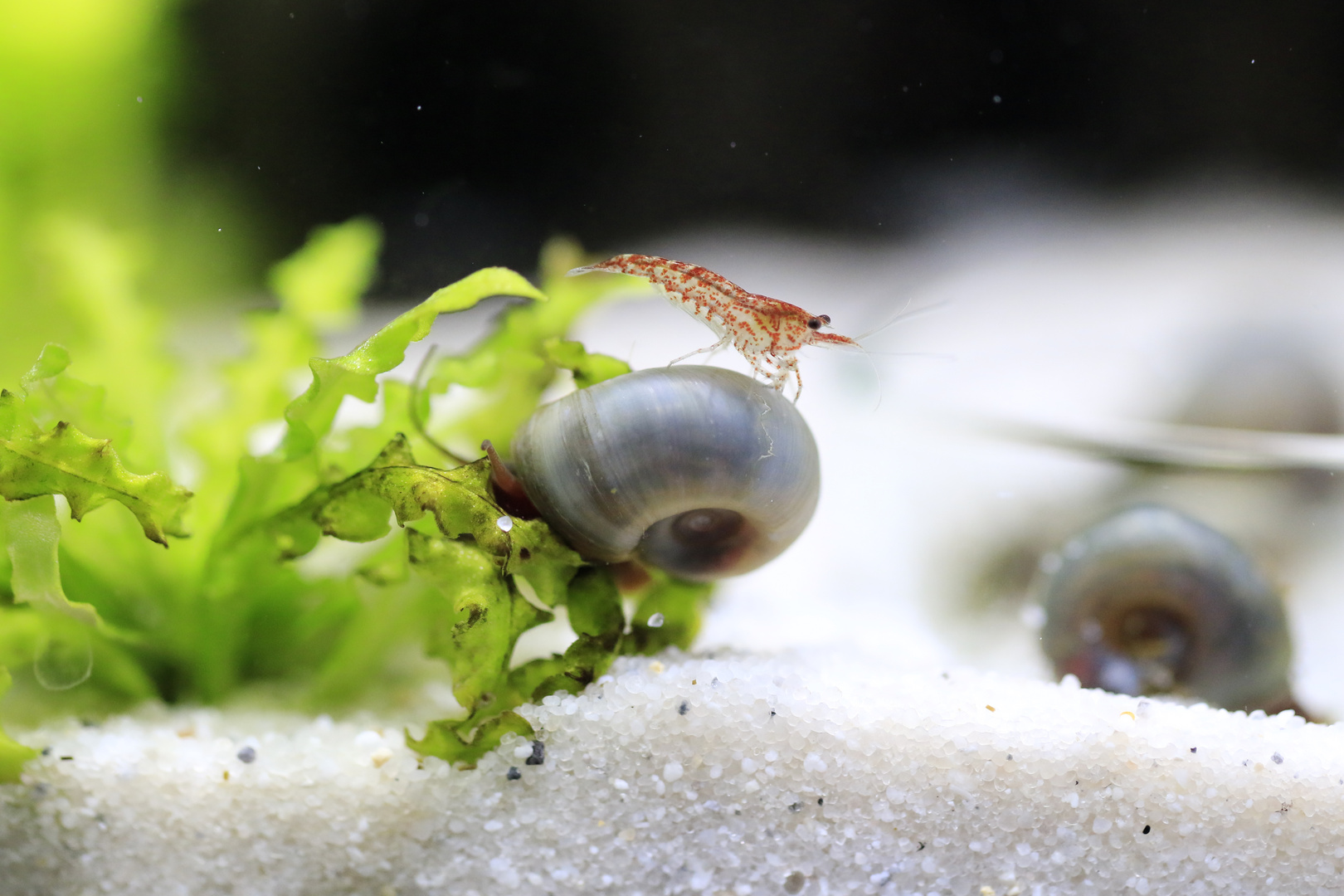 Schnecken Und Garnelen Foto Bild Tiere Haustiere Aquaristik