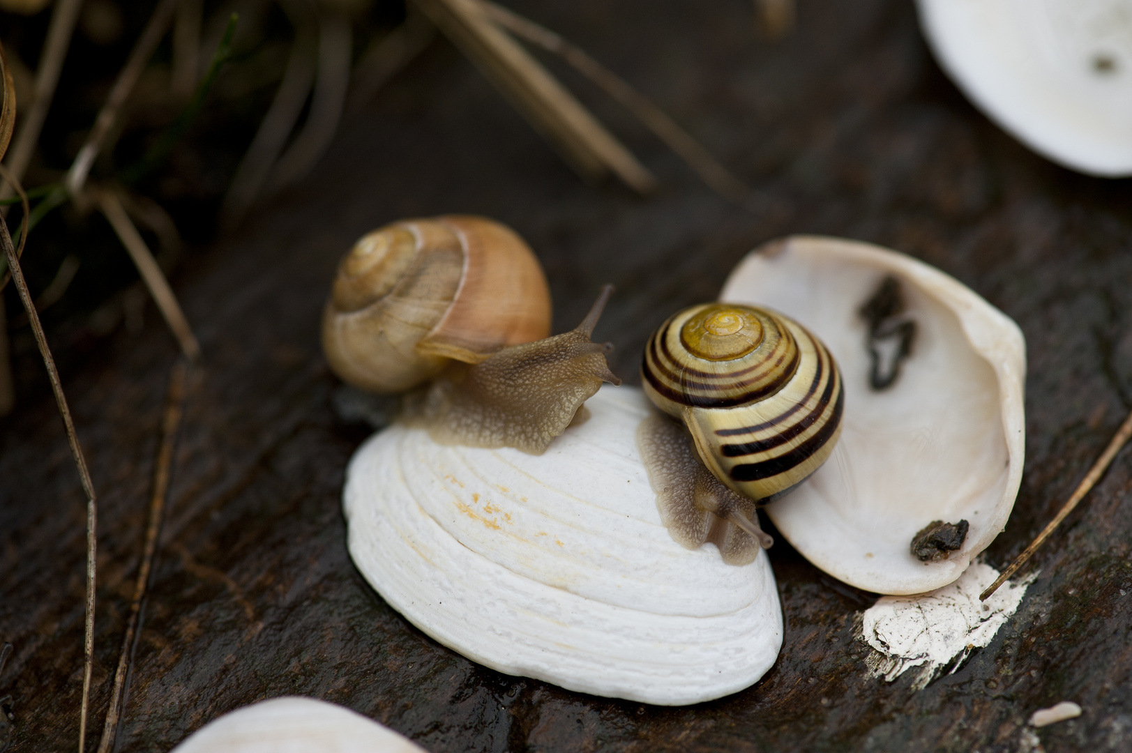 Schnecken und Muscheln