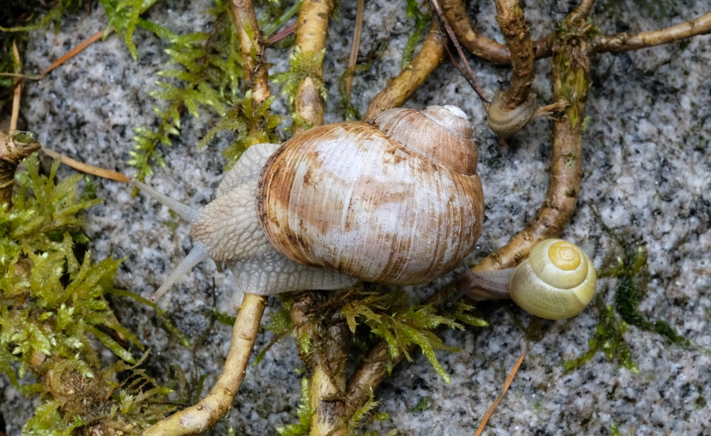 Schnecken-Wettrennen im Frühling - Marcus Garten