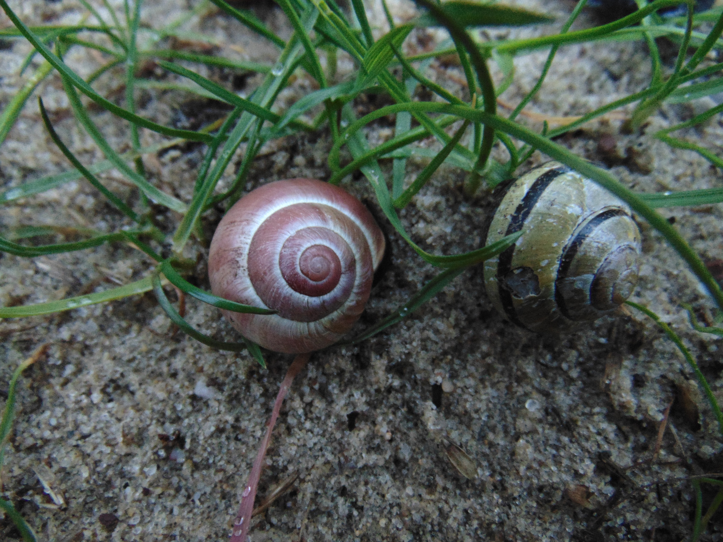 Schnecken: Wo ist eure Farbe?