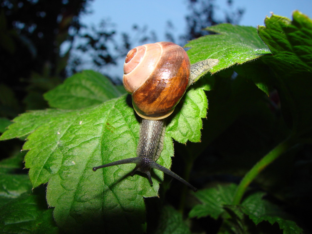 Schneckenalarm im nächtlichen Garten