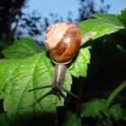 Schneckenalarm im nächtlichen Garten