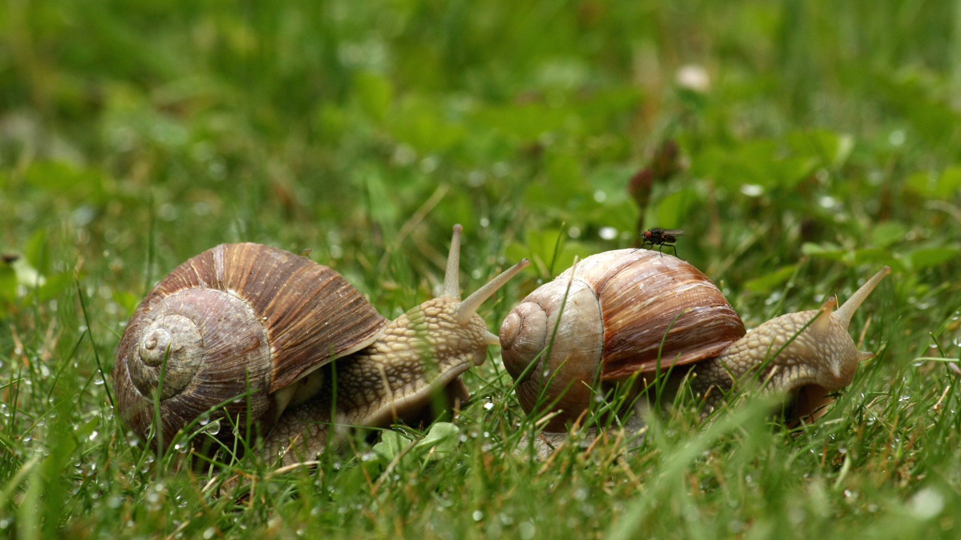 Schneckenbändiger