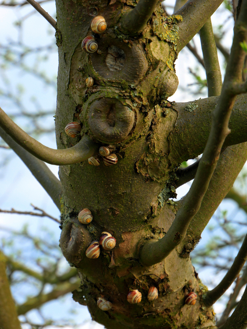 Schneckenbaum