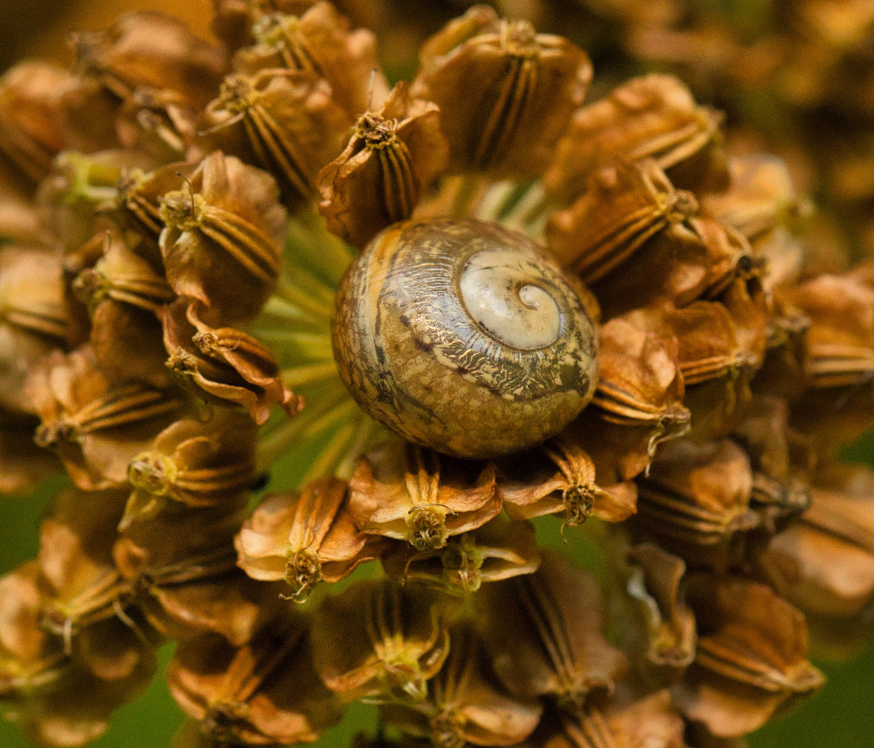 Schneckenblüte